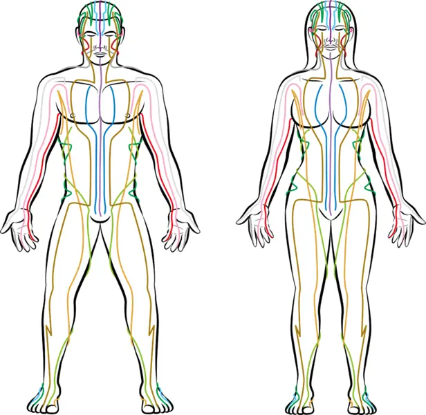 Image illustrant les méridiens du shiatsu pratiqué à Castanet-Tolosan